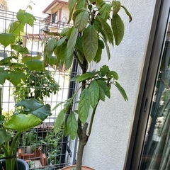 マンゴー　観葉植物