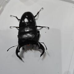ダイオウヒラタクワガタ♂単品の画像