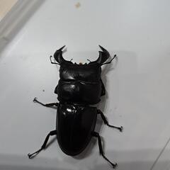 ダイオウヒラタクワガタ♂単品の画像