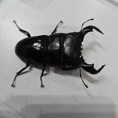 ダイオウヒラタクワガタ♂単品