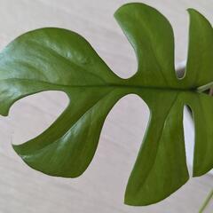 観葉植物　モンステラ　鉢セット