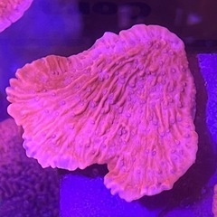 ② ウスコモンサンゴ 【極上】 レッド