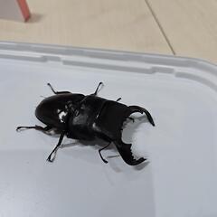 ダイオウヒラタクワガタ　ペアの画像
