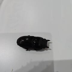 ダイオウヒラタクワガタ　ペアの画像