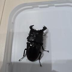 ダイオウヒラタクワガタ　ペアの画像