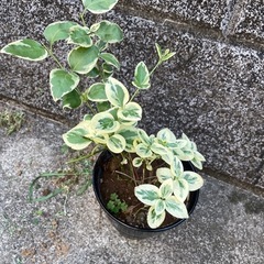 かわいい鉢植えの画像