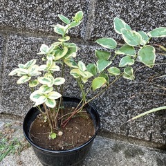 かわいい鉢植え