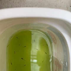 メダカの赤ちゃん10匹程度水草付き