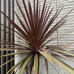 植物　コルジリネ
