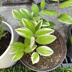 かわいい鉢植え