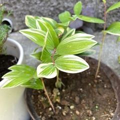 かわいい鉢植えの画像