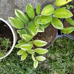 かわいい鉢植えの画像