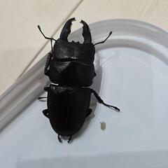 タウルスヒラタクワガタの画像