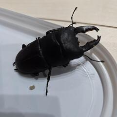 タウルスヒラタクワガタの画像