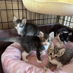 とってもかわいい甘えん坊な4兄妹