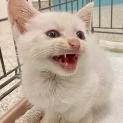 メルシー　子猫　5月生まれ