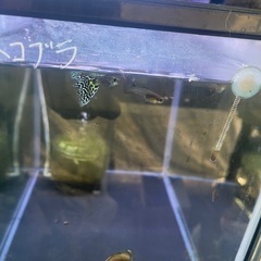 最終
値下げ❗️ホワイトコブラグッピーの画像