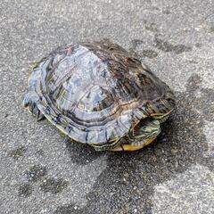 アカミミガメ