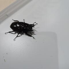 スラウェシヒラタクワガタ　②の画像
