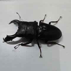 スラウェシヒラタクワガタ　②の画像