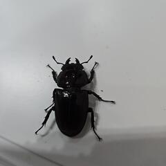 スラウェシヒラタクワガタ　②の画像