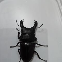 スラウェシヒラタクワガタ　②の画像
