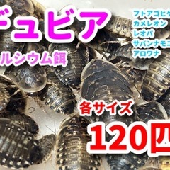 【まだまだいます】格安💕デュビア120匹/50匹🪳サイズミックス🦎52