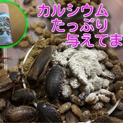 【まだまだいます】格安💕デュビア120匹/50匹🪳サイズミックス🦎52の画像