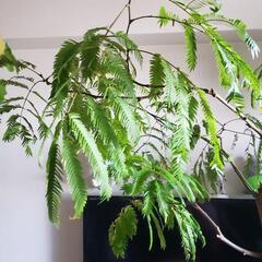 大型観賞植物の画像