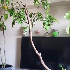 大型観賞植物