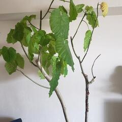 大型観賞植物の画像