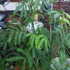 大型観賞植物の画像