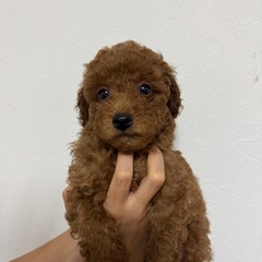 プードル子犬生後1ヶ月男の子の里親募集