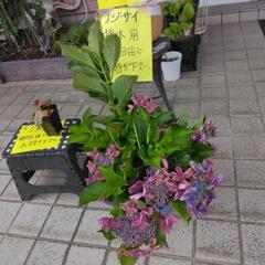アリラン　紫陽花　挿し木用　アジサイ