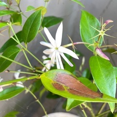 ジャスミン　鉢植えの画像