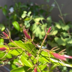 ジャスミン　鉢植えの画像