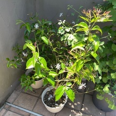 ジャスミン　鉢植えの画像