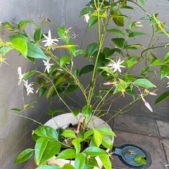 ジャスミン　鉢植え