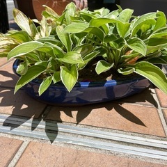キボウシ　鉢植えの画像