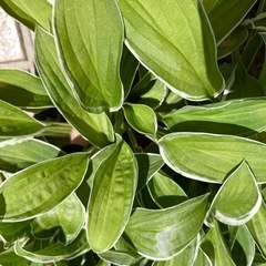 キボウシ　鉢植えの画像