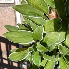 キボウシ　鉢植えの画像