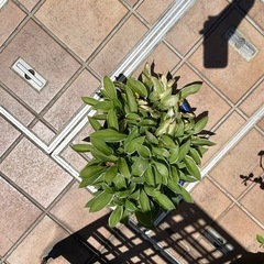 キボウシ　鉢植え