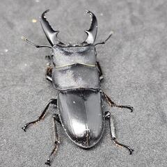 一旦締め切ります【夏休み自由研究にも】クワガタ色々詰め合わせ【カブトムシ、ヒラタ、ノコギリ、コクワ】の画像