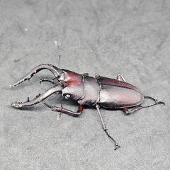 一旦締め切ります【夏休み自由研究にも】クワガタ色々詰め合わせ【カブトムシ、ヒラタ、ノコギリ、コクワ】の画像