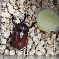 クワガタ色々詰め合わせ【カブトムシ、ヒラタ、ノコギリ、コクワ】