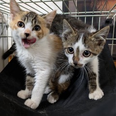 3兄弟🐱