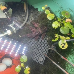 プレコ魚の画像