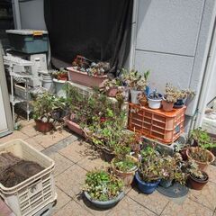 多肉植物無料で差し上げますの画像