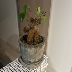 ガジュマル