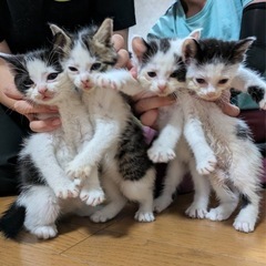 生後1ヶ月の兄弟🐱